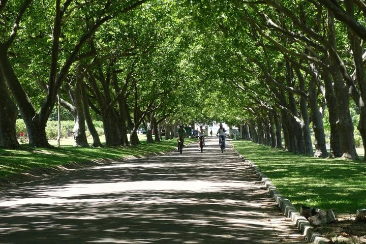 Scenic tree lined avenues